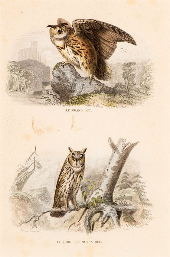 Birds