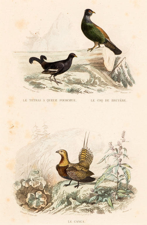 Birds