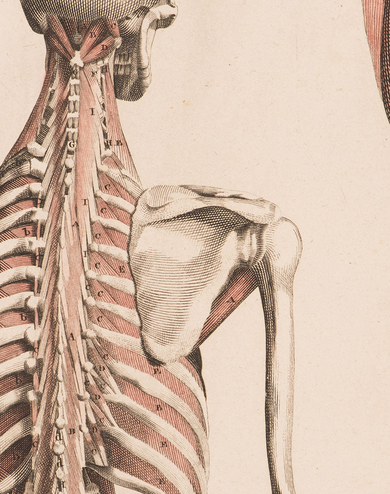 Anatomy Study
