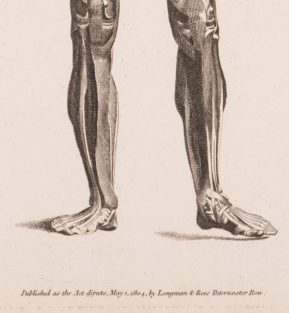 Anatomy Study