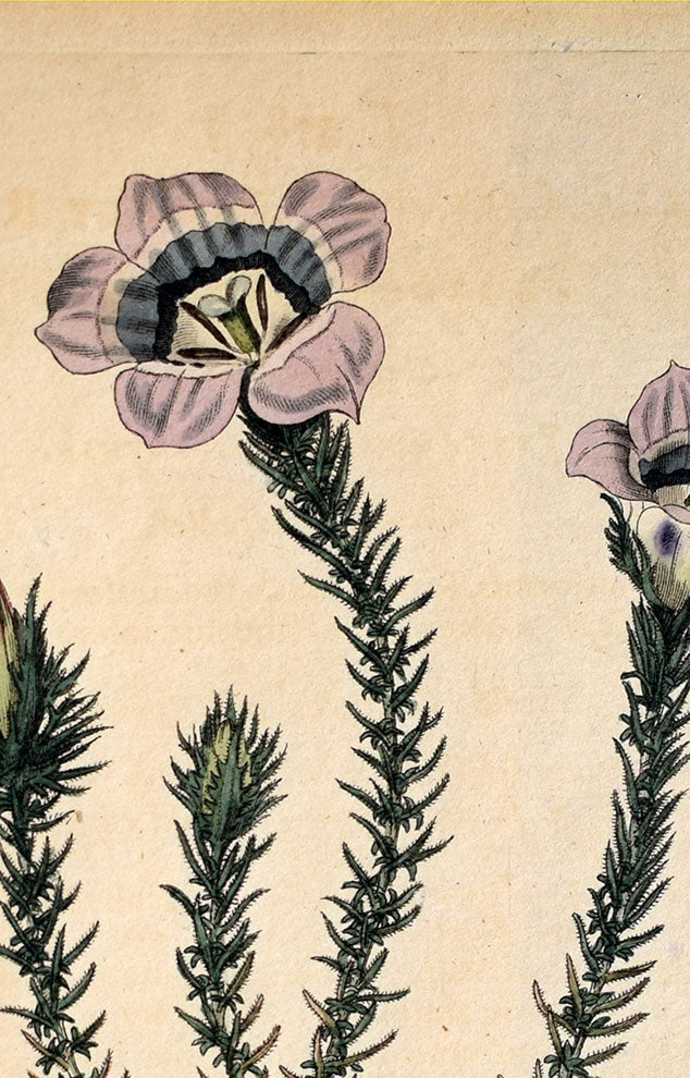Decorative Flower