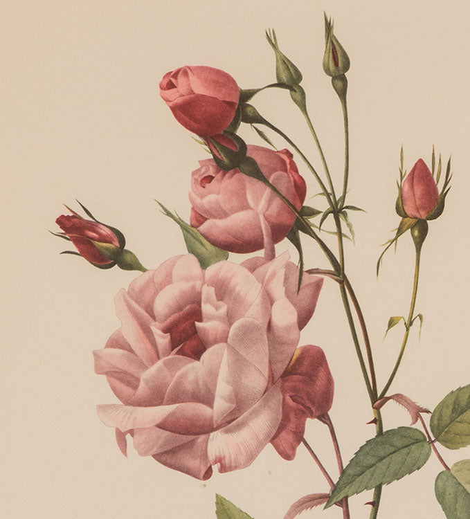 Large Rose